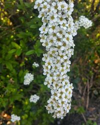 Close-up of white flowers