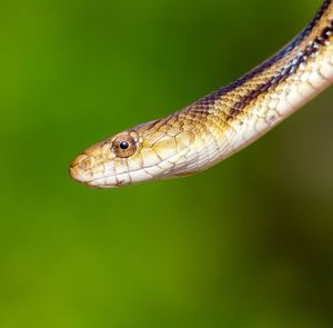 Close-up of lizard on leaf