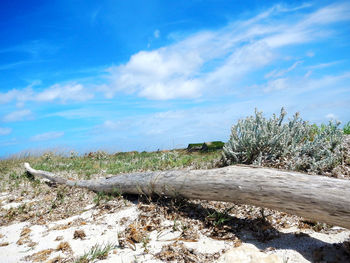 Driftwood on field against sky