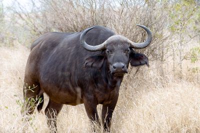 Horse standing in a field