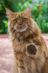 Portrait of ginger cat