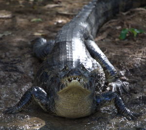 Close-up portrait of a turtle