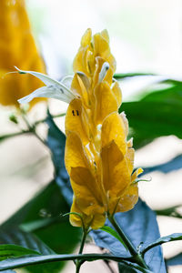 Close-up of yellow flower blooming outdoors