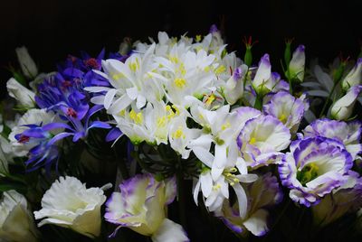 Close-up of purple flowering plants