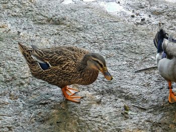 Close-up of mallard duck