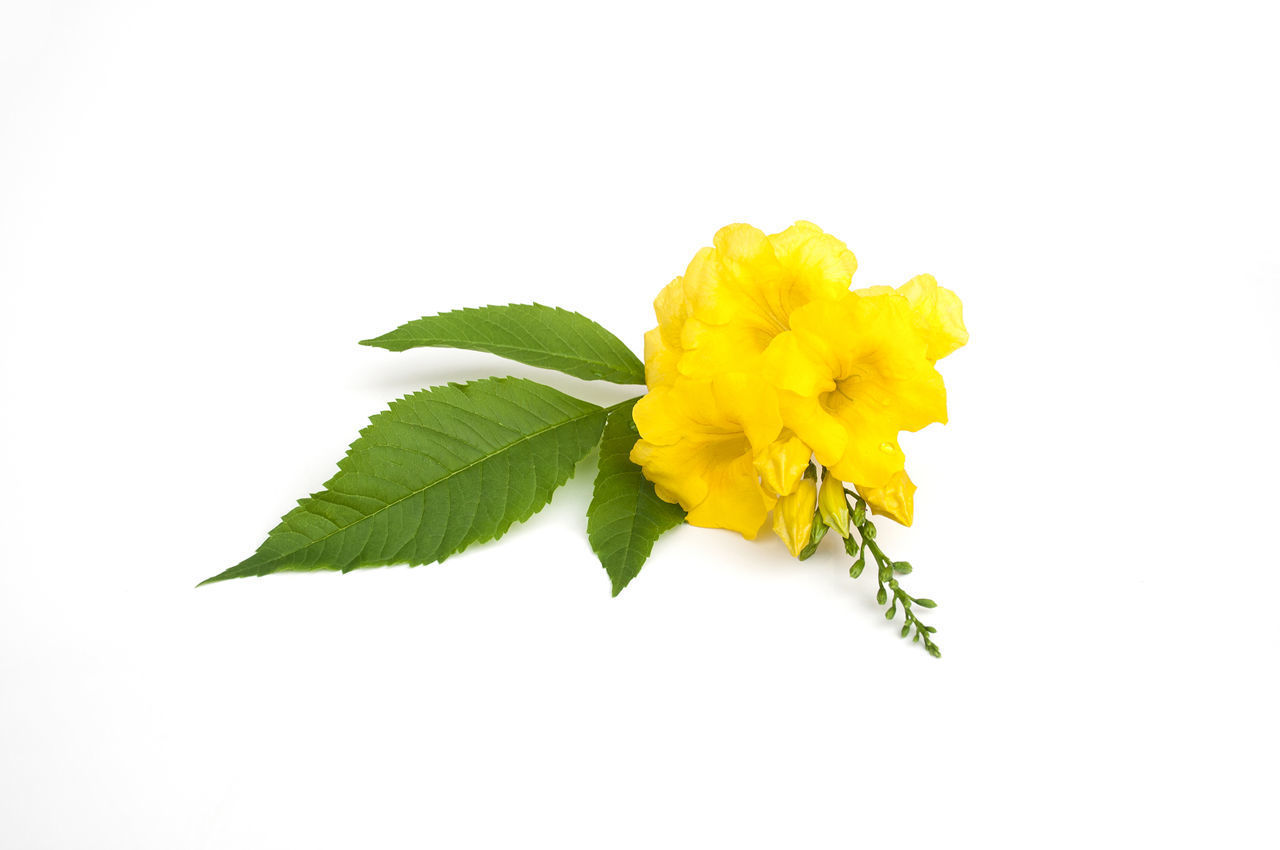 CLOSE-UP OF YELLOW ROSE AGAINST WHITE BACKGROUND