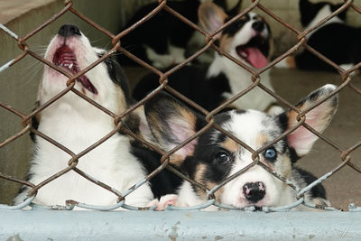 Portrait of dog seen through fence