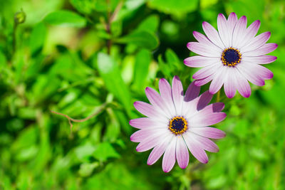 Close-up of purple flower