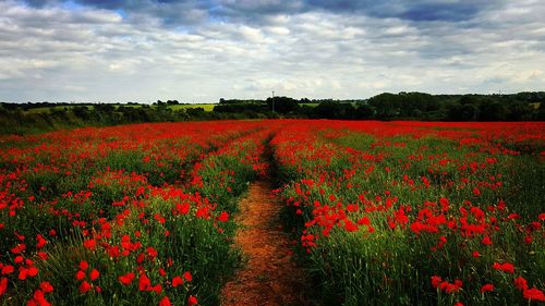 Scenic view of field against sky