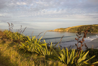 Sunset at th surf beach on the remote untouched tawharanui peninsula north of auckland, new zealand.