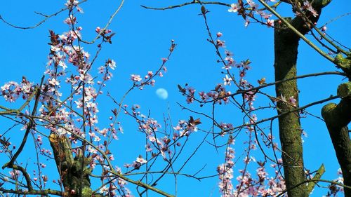 Low angle view of flowers against blue sky