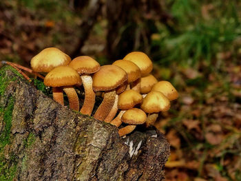 Close-up of mushrooms on tree trunk