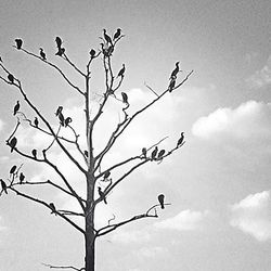 Low angle view of bare tree against sky