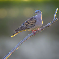Close-up of bird perching on branch