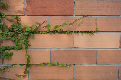 Ivy growing on brick wall