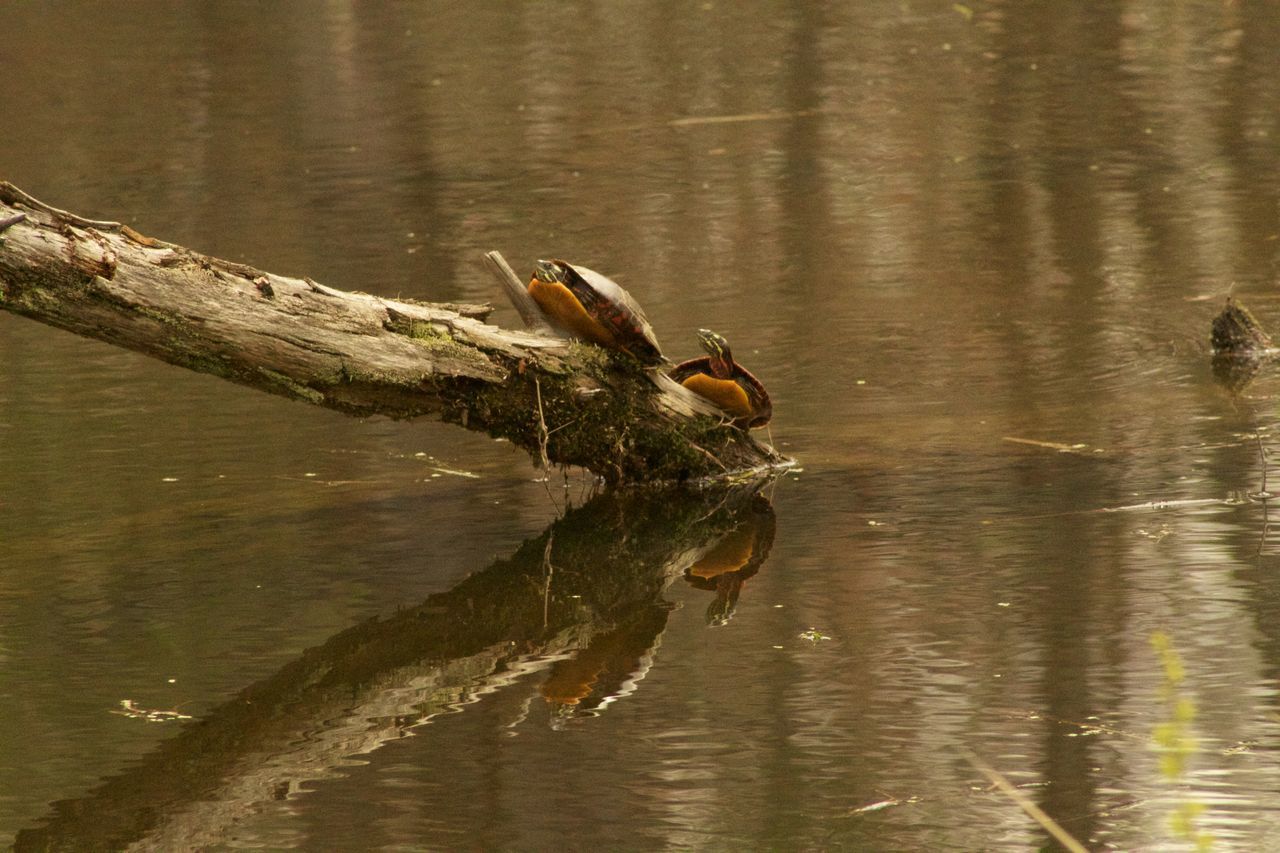 one animal, animal themes, animal, animal wildlife, reflection, animals in the wild, water, lake, waterfront, vertebrate, no people, nature, day, wood - material, reptile, swimming, outdoors, plant, bird, drinking, driftwood