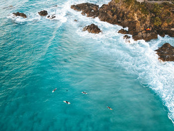 High angle view of birds swimming in sea