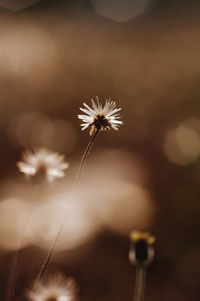 Close-up of wilted dandelion
