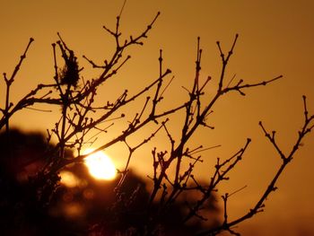 Close-up of silhouette bare tree against sunset