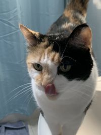 Close-up of cat with water on head licking her nose