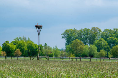 Trees on field against sky