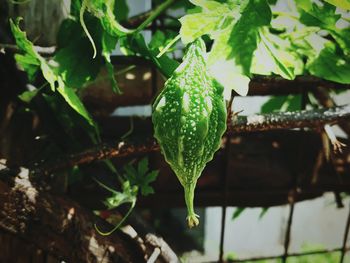Close-up of raindrops on plant