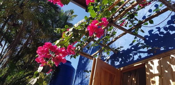 Low angle view of pink flowering plant against building