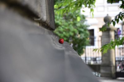 Close-up of ladybug on tree