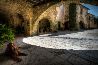 View of a cat looking at building