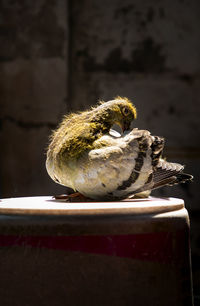 Close-up of bird on table