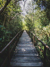 Narrow footbridge along trees in forest
