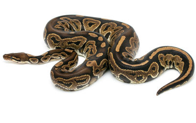 High angle view of snake against white background