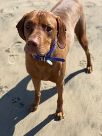 Dog looking away