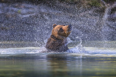 Water splashing in a lake