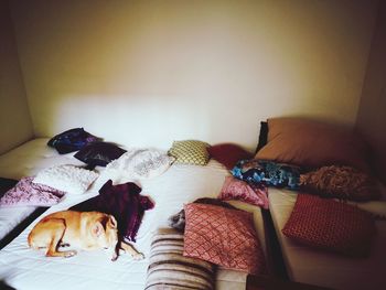 View of a dog resting on bed