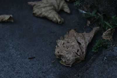 High angle view of a dry leaf on land