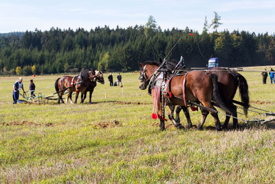 Horses in a field