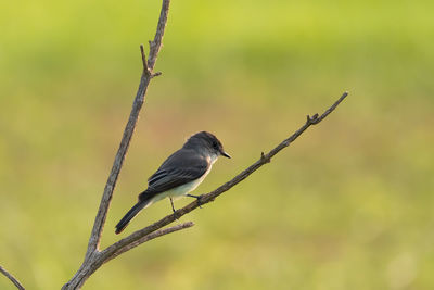 Close-up of bird perching on branch