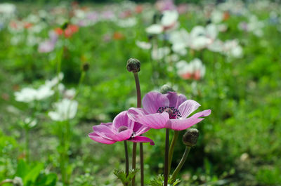 Close-up of pink flowering plant