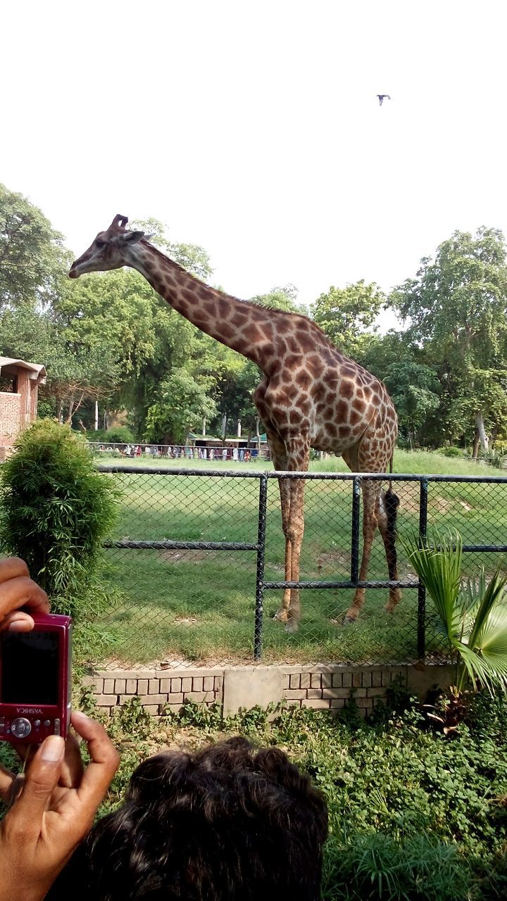 animal themes, person, one animal, clear sky, tree, leisure activity, part of, mammal, domestic animals, lifestyles, animals in the wild, herbivorous, field, holding, cropped, grass, unrecognizable person