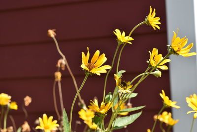 Close-up of yellow flowering plant