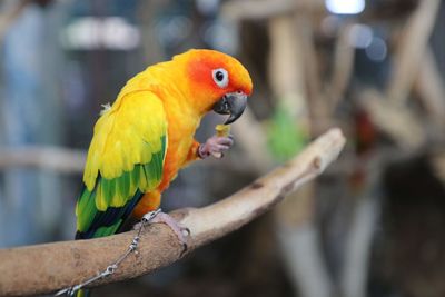 Close-up of parrot perching on branch