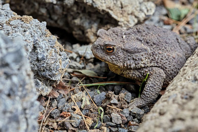 Close-up of lizard on rock