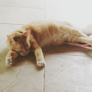 Cat relaxing on tiled floor