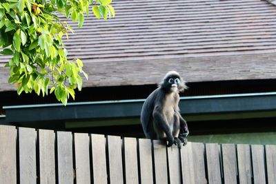 Spider monkey on a fence