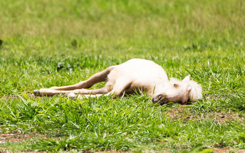 Horse sleeping on the ground in fram