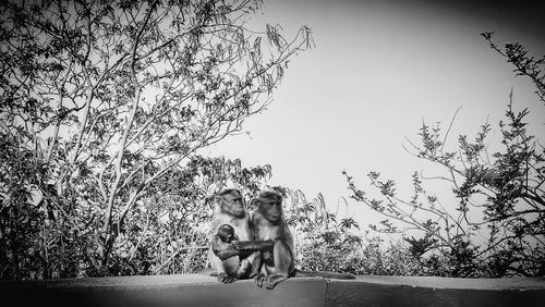 Man and dog relaxing on tree against sky