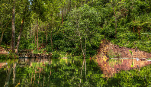 Scenic view of lake in forest