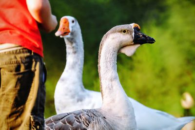 Rear view of man standing by geese against trees