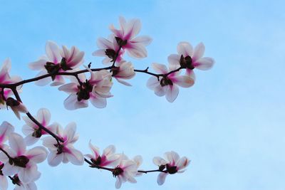 Low angle view of pink flowers against sky